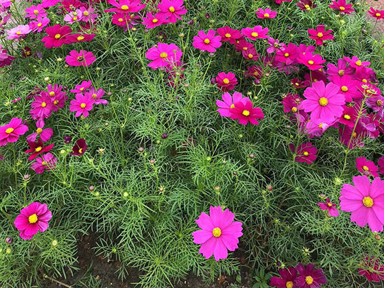 常州租摆花卉-租赁公司植物摆设